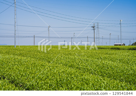 A view of Makinohara Tea Plantation in Shimada City (Shizuoka Prefecture) A view of Makinohara Tea Plantation in Shimada City (Shizuoka Prefecture) 129541844