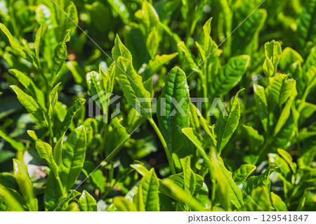 A view of Makinohara Tea Plantation in Shimada City (Shizuoka Prefecture) 129541847