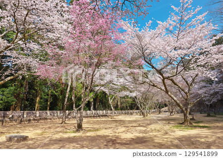 [橋倉寺（參道櫻花）] 德島縣三好市池田町鈴倉屋 129541899