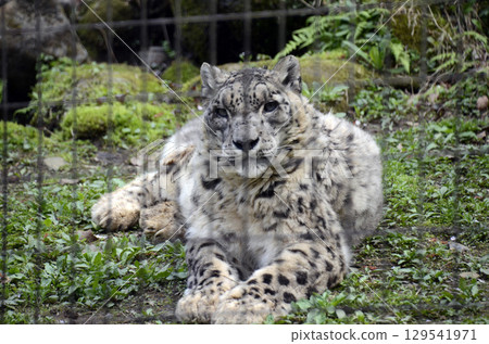 Snow leopard Snow leopard 129541971