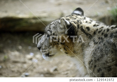 Snow leopard 129541972