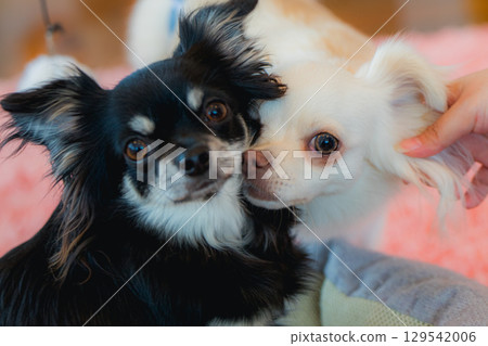 Friendly Chihuahua brothers 129542006