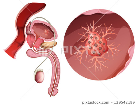 Detailed Male Reproductive System Vector Illustration Detailed Male Reproductive System Vector Illustration 129542199