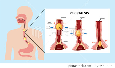Human Digestive System Peristalsis Illustration Human Digestive System Peristalsis Illustration 129542222