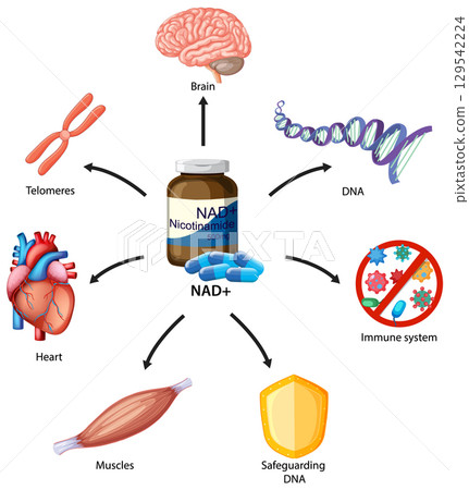 NAD+ Supplement Benefits for Brain, Heart, and DNA NAD+ Supplement Benefits for Brain, Heart, and DNA 129542224
