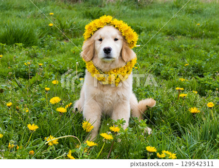 Front-view portrait of a Golden Retriever puppy in a handmade dandelion crown and necklace, sitting among blooming grass. Clean horizontal frame, bright colors, room for text. 129542311
