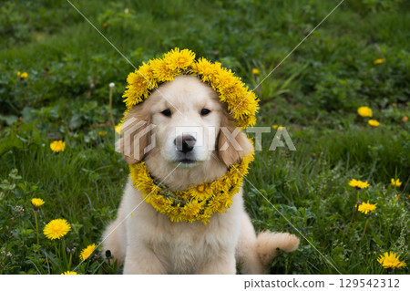 Cute fluffy Golden Retriever puppy sits on green grass wearing a bright dandelion wreath and garland. Spring outdoor scene, horizontal composition with copy space, natural light. 129542312