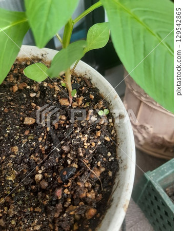 Gardening pots, buds, leaves 129542865