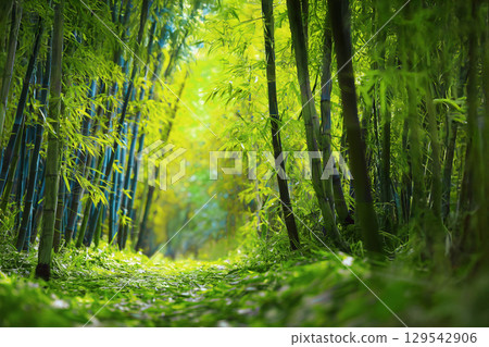 Fall of bamboo forest 129542906