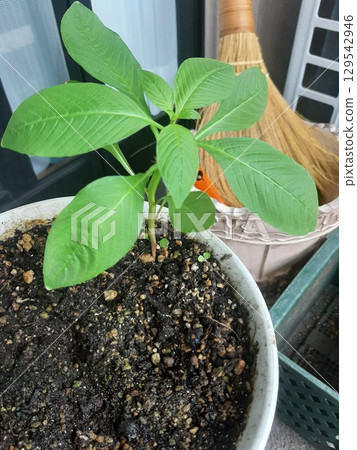 Green leaves, new shoots in pots Green leaves, new shoots in pots 129542946