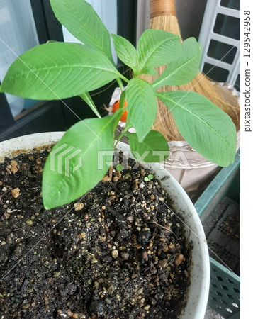 露台上的花盆裡種植的幼苗 露台上的花盆裡種植的幼苗 129542958