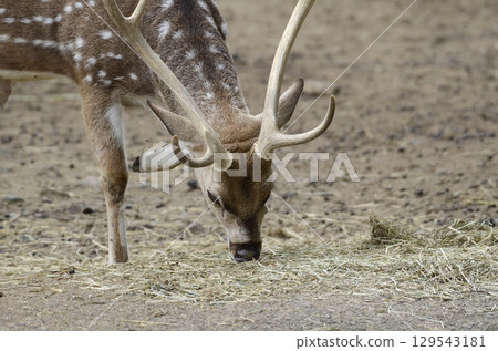 Axisika Axisika 129543181