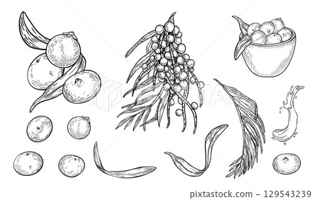 Acai berries black white vector clipart. Fresh berries, juicy splash outline illustration isolated on white. Superfood and kitchen utensils silhouette hand drawn. Fruit, bowl for design packaging. 129543239