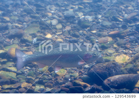 Rainbow trout (Chitose Salmon Hometown Museum, now Chitose Salmon Hometown Aquarium) 129543699