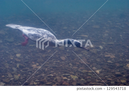 普通秋沙鴨潛水生態學(千歲鮭魚家鄉博物館,現為鮭魚故鄉千歲水族館) 普通秋沙鴨潛水生態學(千歲鮭魚家鄉博物館,現為鮭魚故鄉千歲水族館) 129543718