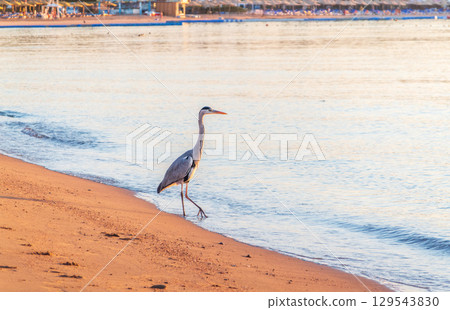 Gray heron fishing on the beach of the Red Sea. Naama Bay beach, Sharm El Sheikh, Egypt 129543830