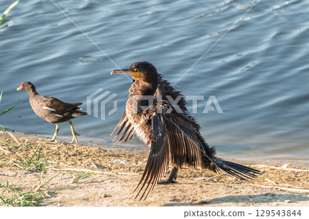 Great cormorant, Phalacrocorax carbo, sits on stone and dries its wings on the wind. 129543844