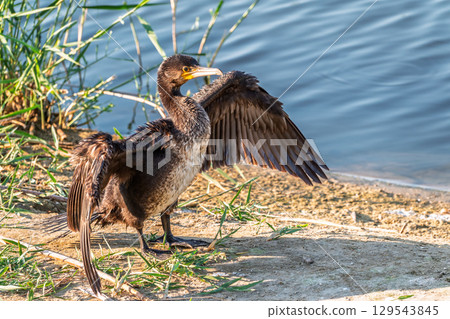 Great cormorant, Phalacrocorax carbo, sits on stone and dries its wings on the wind. 129543845