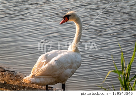 Graceful white Swan with a red beak stands on the bank of a pond Graceful white Swan with a red beak stands on the bank of a pond 129543846