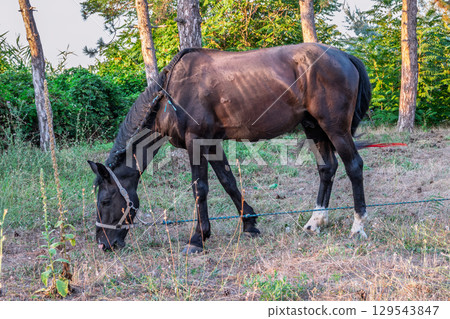 Brown horse grazing in the pasture with a lot of flies on the face 129543847