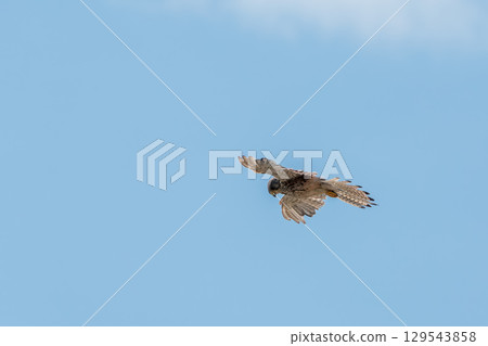 Common kestrel, Falco tinnunculus, hovered in the air in search of prey 129543858