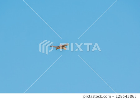 Common kestrel, Falco tinnunculus, hovered in the air in search of prey Common kestrel, Falco tinnunculus, hovered in the air in search of prey 129543865