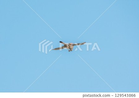 Common kestrel, Falco tinnunculus, hovered in the air in search of prey Common kestrel, Falco tinnunculus, hovered in the air in search of prey 129543866
