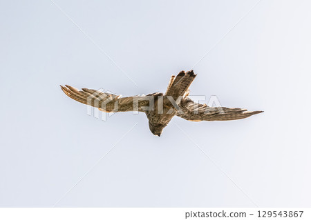Common kestrel, Falco tinnunculus, hovered in the air in search of prey Common kestrel, Falco tinnunculus, hovered in the air in search of prey 129543867