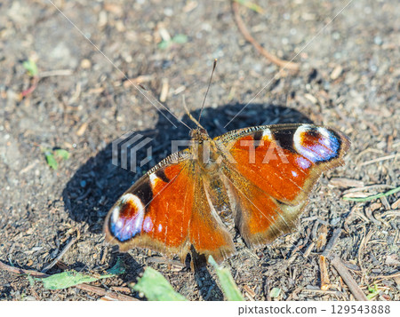 Peacock butterfly on the ground among the grass Peacock butterfly on the ground among the grass 129543888