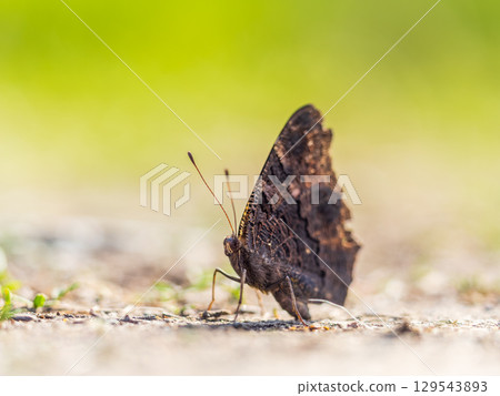 Peacock butterfly on the ground among the grass 129543893