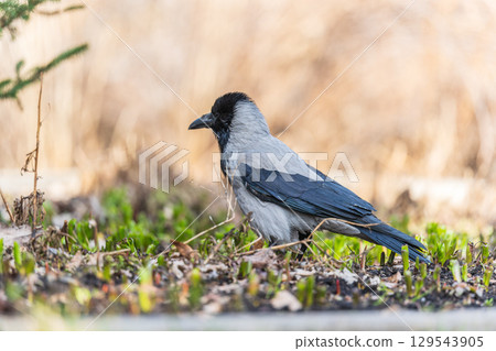 Hooded crow, corvus cornix, standing on the lawn in the spring or summer 129543905