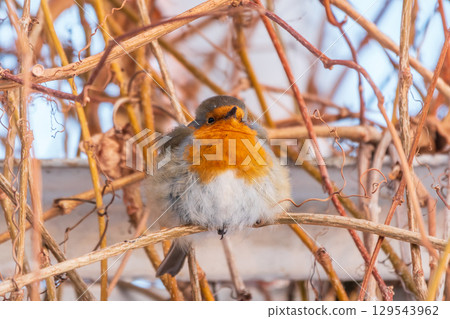 Cute bird the European Robin, Erithacus rubecula. sitting on the tree branch in winter. Cute bird the European Robin, Erithacus rubecula. sitting on the tree branch in winter. 129543962