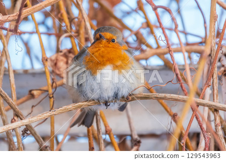 Cute bird the European Robin, Erithacus rubecula. sitting on the tree branch in winter. Cute bird the European Robin, Erithacus rubecula. sitting on the tree branch in winter. 129543963