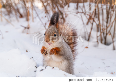 Portrait of a squirrel in winter on white snow background Portrait of a squirrel in winter on white snow background 129543964