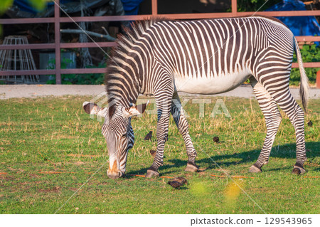 Grevy's zebra, lat Equus grevyi, also known as the imperial zebra eats green grass. Grevy's zebra, lat Equus grevyi, also known as the imperial zebra eats green grass. 129543965