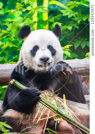 The Giant Panda Bear sits while eating a bamboo stalk The Giant Panda Bear sits while eating a bamboo stalk 129543971