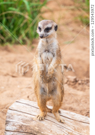 Meerkat, Suricata suricatta, on hind legs. Portrait of meerkat standing on hind legs with alert expression. Portrait of a funny meerkat sitting on its hind legs. 129543972