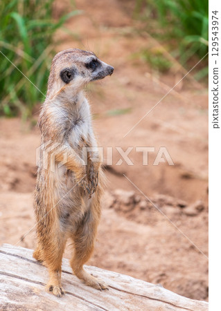 Meerkat, Suricata suricatta, on hind legs. Portrait of meerkat standing on hind legs with alert expression. Portrait of a funny meerkat sitting on its hind legs. Meerkat, Suricata suricatta, on hind legs. Portrait of meerkat standing on hind legs with alert expression. Portrait of a funny meerkat sitting on its hind legs. 129543974