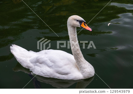A graceful white swan swimming on a lake with dark water. The white swan is reflected in the water A graceful white swan swimming on a lake with dark water. The white swan is reflected in the water 129543979