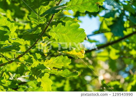 Green oak leaves background. Plant and botany nature texture. green oak leaves in woods Green oak leaves background. Plant and botany nature texture. green oak leaves in woods 129543990