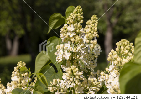 filling wooden matchboxes with matches with sulfur for ignition, open matchboxes with new matches made of natural wood, close up 129544121