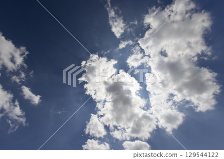 a monocultural field with green unripe corn during flowering and pollination, an agricultural field where corn crops are grown a monocultural field with green unripe corn during flowering and pollination, an agricultural field where corn crops are grown 129544122