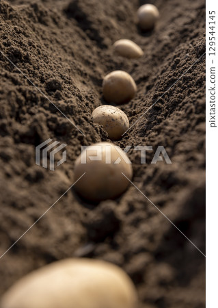 rows of potatoes in the field in the spring of the year during farming, a field 129544145