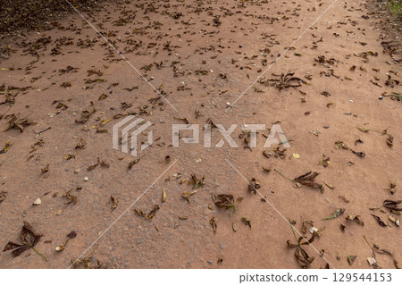chestnut leaves on the red carpet for walking in the park, a simple path sprinkled with red sand with rubble and leaves fallen from chestnuts 129544153