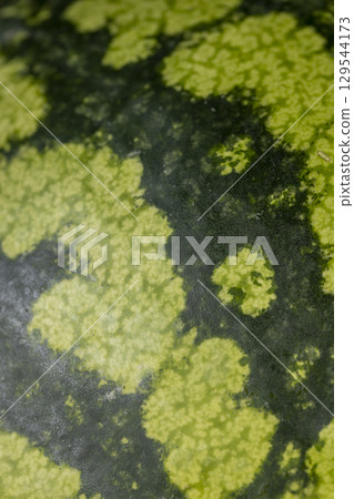 dark green watermelon rind , details of ripe watermelon rind in different colors dark green watermelon rind , details of ripe watermelon rind in different colors 129544173