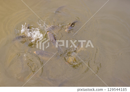 a large number of large carp in the murky water of the lake floating at the top of the water, large carp swimming in the water in the murky dirty water 129544185