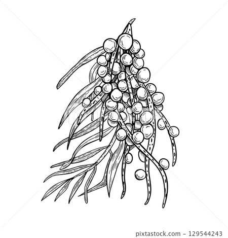 Bunch of acai berries on palm fronds black white vector illustration isolated. Superfood outline ink drawing. Small fresh purple berries, tropical fruit silhouette for wrapping, packaging, label. Bunch of acai berries on palm fronds black white vector illustration isolated. Superfood outline ink drawing. Small fresh purple berries, tropical fruit silhouette for wrapping, packaging, label. 129544243