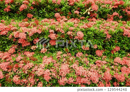 Santanka red flower hedge Santanka red flower hedge 129544248