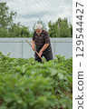 An elderly gray-haired man weeds potato bushes in the garden. 129544427