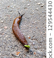 Red Spanish slug on asphalt. 129544430